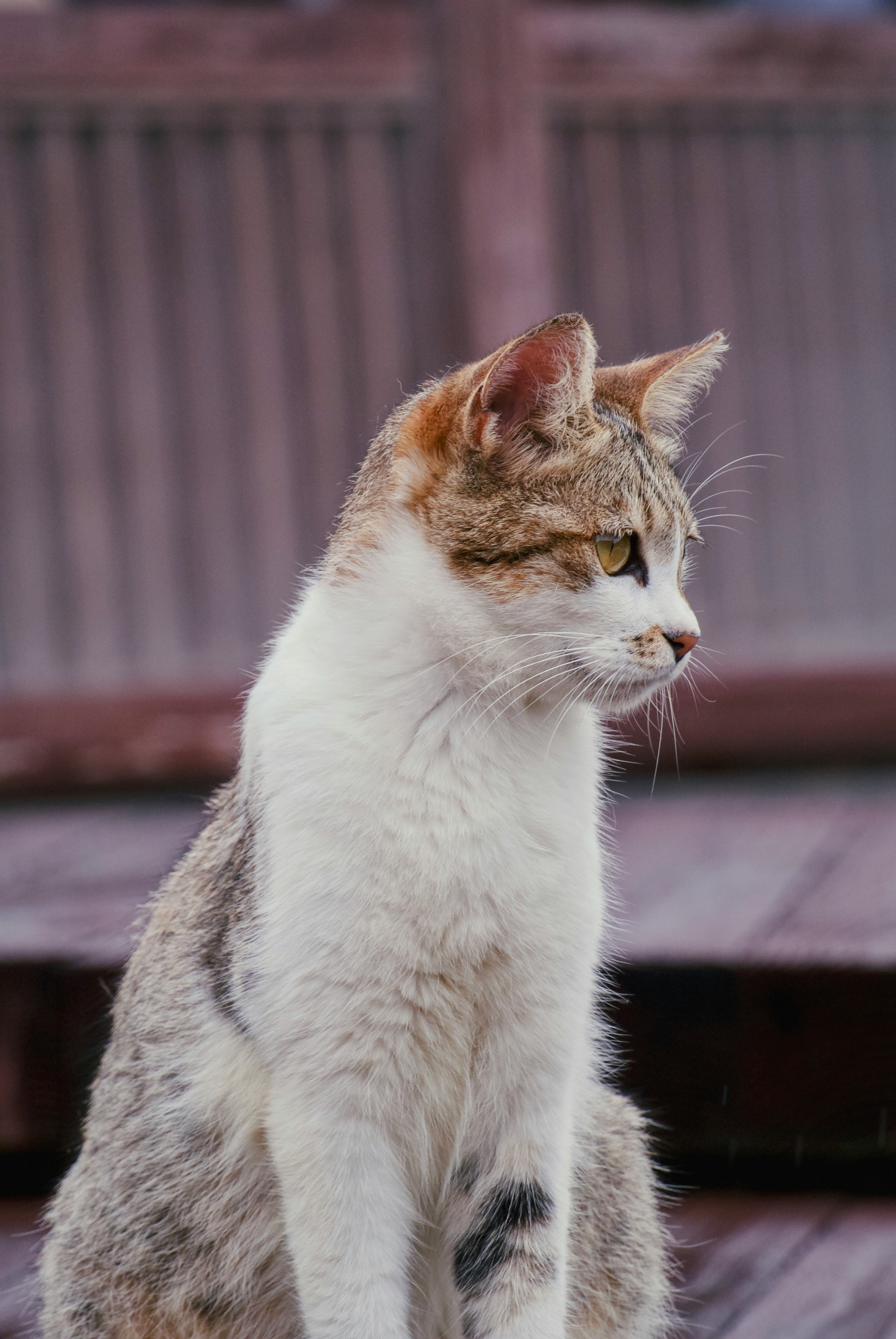 A calm senior cat resting comfortably.